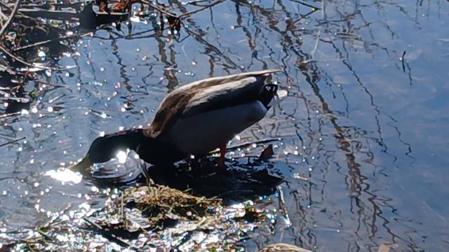 Утки у нашего дома