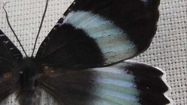 ИЗ МИРА: 212. Alcides Agathyrsus (альцидес агатовая)