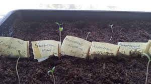 Про томаты и болталка, про лук, картошку и что в апреле буду ещё сеять, про планы на участок