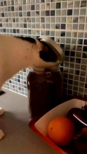 весёлая подборка с котиками