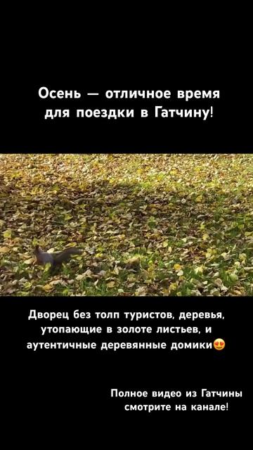 Влог из Гатчины смотрите на моем канале) #путешествия #travel #гатчина #петербург #спб #тревелвлог