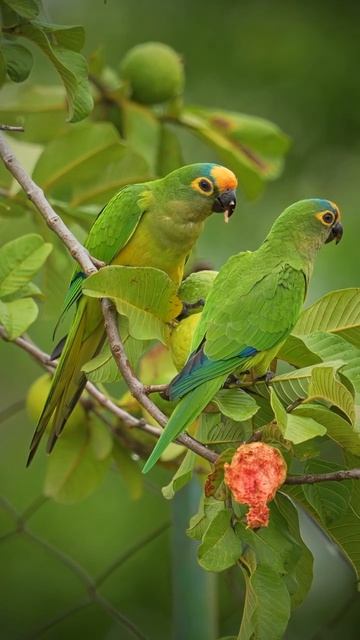 Златолобая аратинга (Eupsittula Aurea)