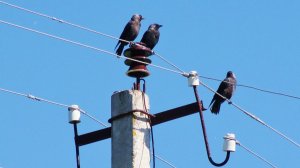 Соловей предсказывает погоду