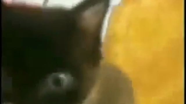 ПРИКОЛЫ С ЖИВОТНЫМИ / РЖАКА / ВИДЕО СО СТАРЫХ ВРЕМËН