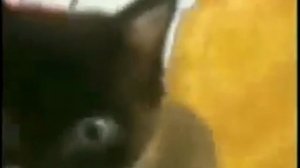 ПРИКОЛЫ С ЖИВОТНЫМИ / РЖАКА / ВИДЕО СО СТАРЫХ ВРЕМËН