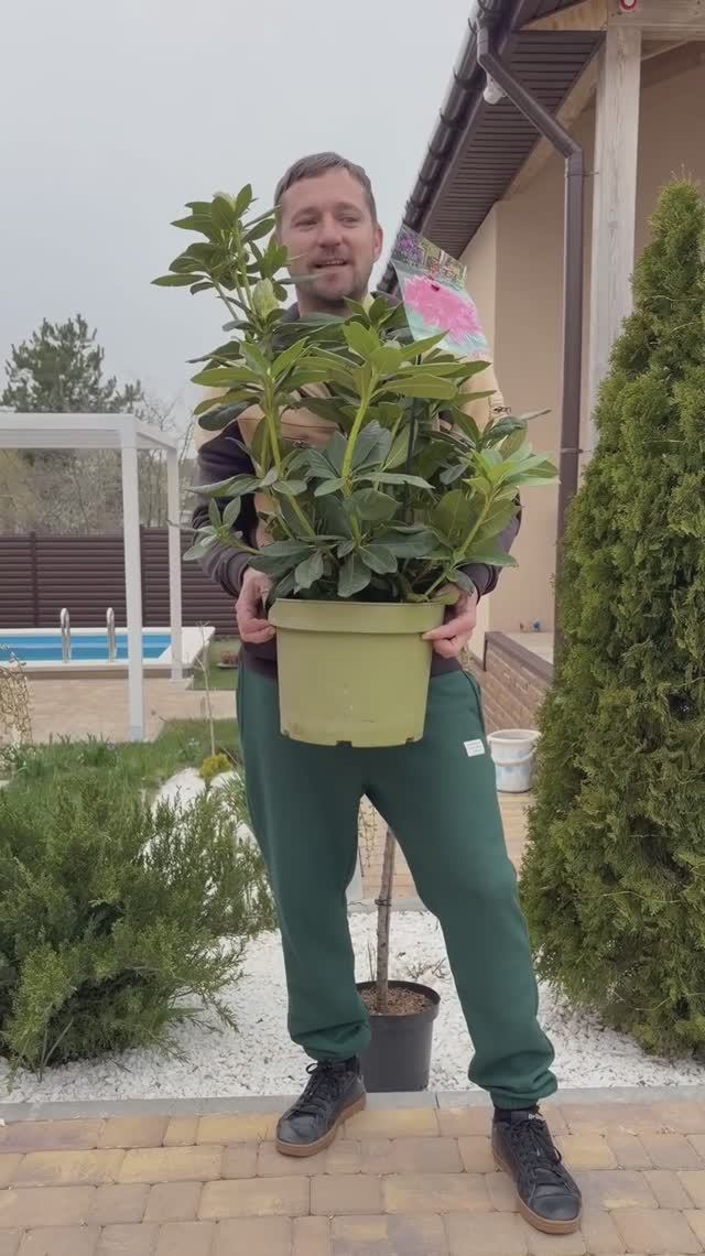 Встречайте новинки сада! Рододендрон Cosmopolitan и лиственница японская Stiff Weeper