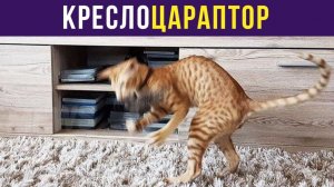 КРЕСЛОЦАРАПТОР))) Приколы с котами