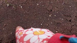 ДАЧА В АПРЕЛЕ .ВЗОШЛИ ТОМАТЫ И ЕЩЁ МНОГО ЧЕГО🌱