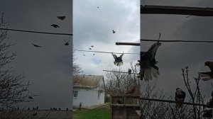 мои голуби, Ростовская область Сальский р-н