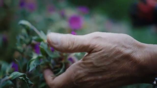 Clive Christian Cosmos Flower