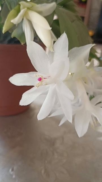 Декабрист зацвёл в марте.