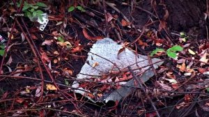 В Твери стартуют общегородские субботники