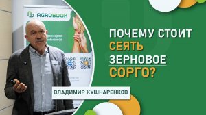 Сорго – лучшая кормовая альтернатива. Почему стоит сеять зерновое сорго?