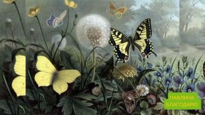 Одуванчики,бабочки, 
пение птиц