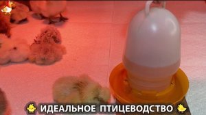 Идеальное птицеводство достойно восхищения 🐓🦆🦢🦚🦃🐔 эпизод (479)