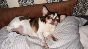 Доброго всем вечера и чудесных самых снов.