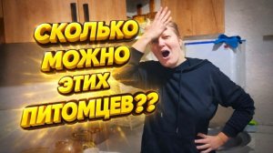 КУПИЛИ ДОМ В ДЕРЕВНЕ | Сколько можно этих питомцев | Дом в деревне | Деревенские будни