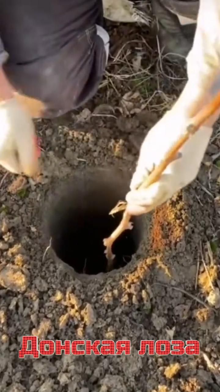 Я знаю столько... тебе и не снилось. Донская Лоза. Ростов-на-Дону