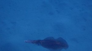 2 крупных кальмара в Gebel El Rosas