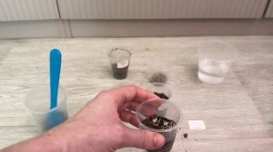 Адениум. От семечка к ростку. 03-04-2026