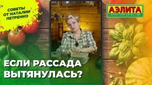 ВЫТЯНУЛАСЬ РАССАДА. Посев перцев и томатов в апреле!
