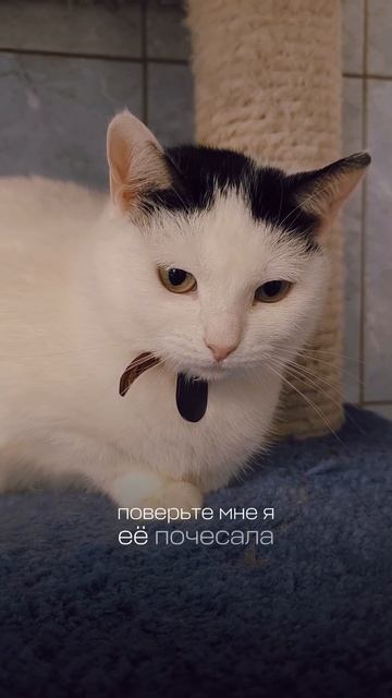 💜Осторожное сердце Мальвины