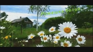 "РОМАШКА БЕЛАЯ"   Шувалова Светлана