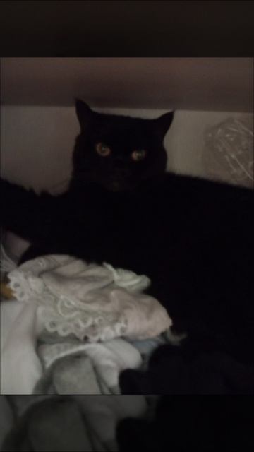 сима лëля нюша серая кнопа я 🩷