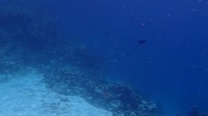 южно-азиатская тропическая скумбрия Indian mackerel Rastrelliger kanagurta