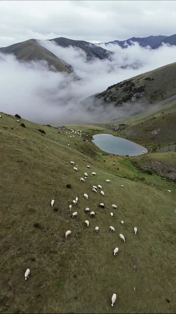 Гармония природы: овцы на фоне гор #природа #горизонт #овцы