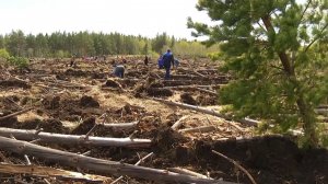 Время местное. Эфир: 03-04-2026 - Зелёному поясу быть