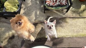 Все с удовольствием полакомились и погода нас радует.