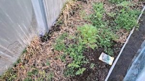 томаты ночевали в теплице..чем удобряла рассаду