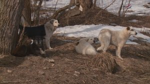 Самовыгул собак в Серпухове запрещен
