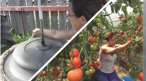 6 соток 15 августа 2021 год. Финишная обработка чаши  фонтана. Более 50 кг цемента. Урожай томатов.