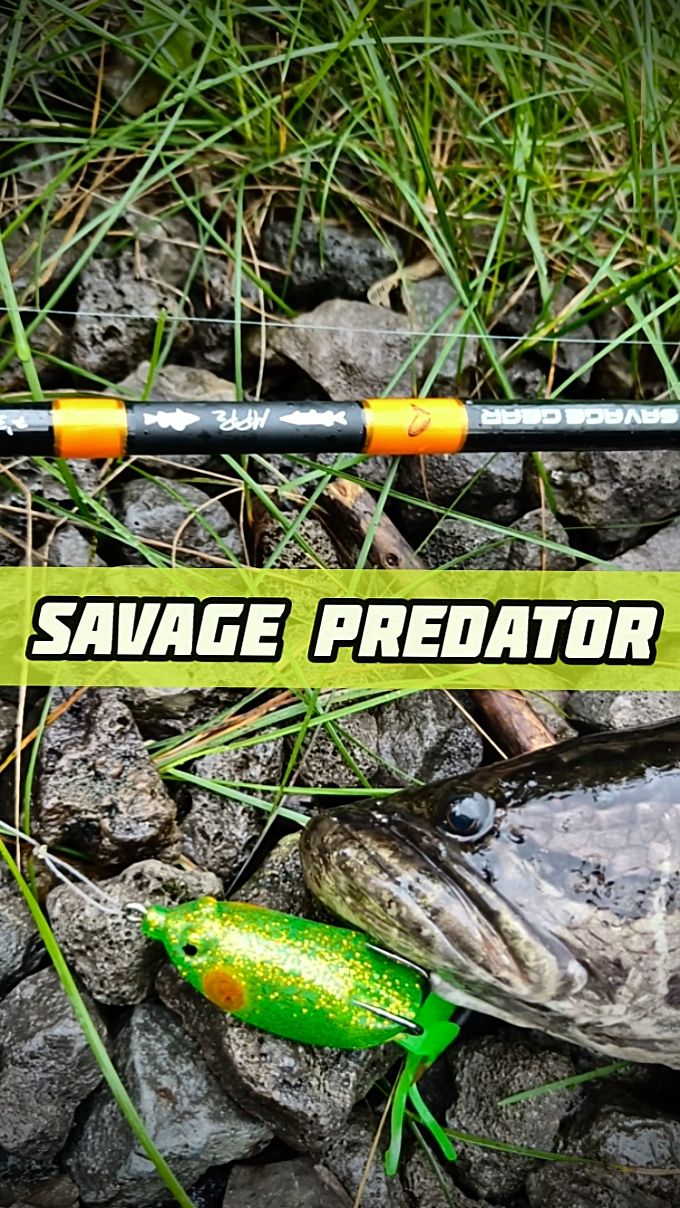 ВТОРАЯ ЧАСТЬ #ОХОТЫ НА #ЗМЕЕГОЛОВА УЖЕ СКОРО НА КАНАЛЕ #LVFISHING #рыбалка #сибирь #змееголов #daiwa