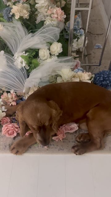 Свадебный декор. За кадром