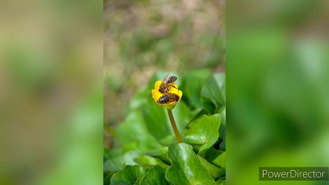 Липецкая обл. с.Замартынье. Апрель 2024 г.