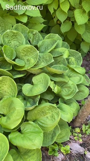 Изменчивая хоста Ай Кетчер