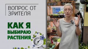 Вопрос-ответ: как Вы выбираете цветы для продажи: посещая Нидерланды или просматривая какой-то сайт.
