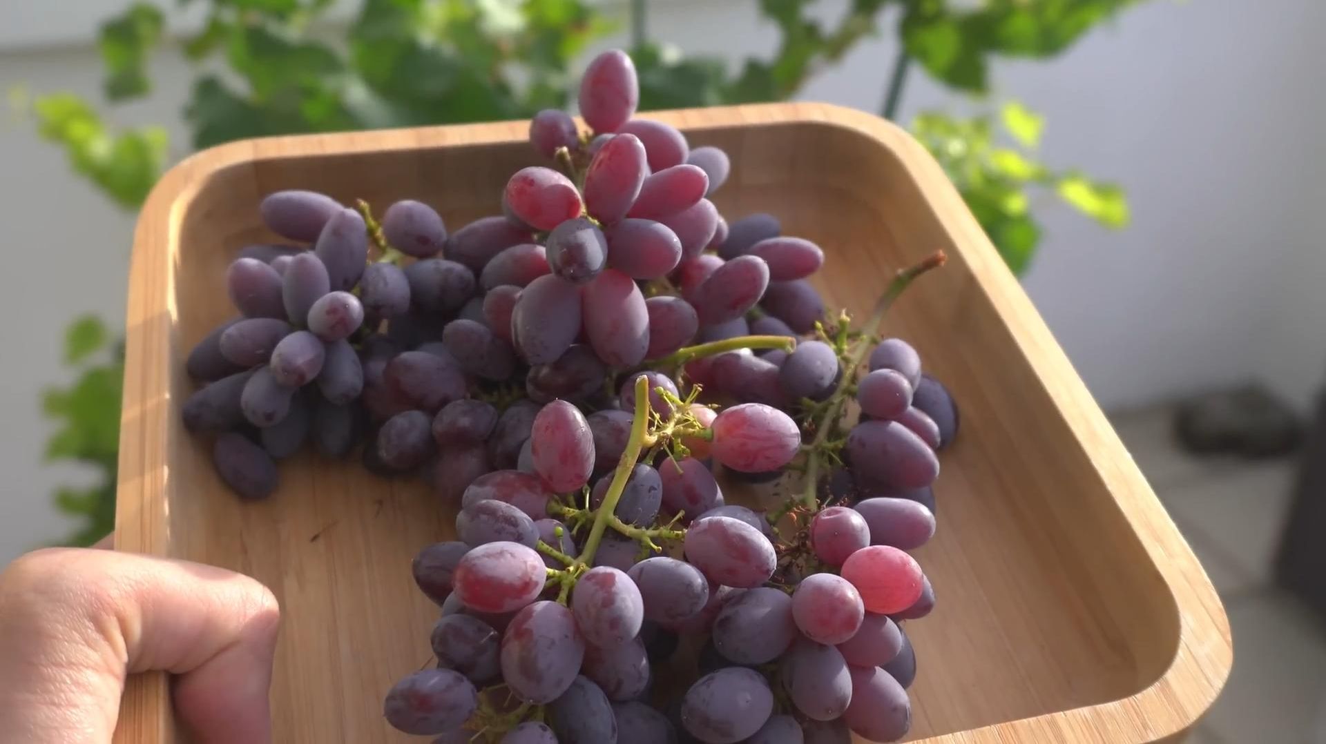 Виноград для балконов и лоджий. Кишмиш Ванесса - Ростов-на-Дону. Донская лоза