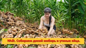 Nhất. Собираем дикий имбирь и утиные яйца на продажу.