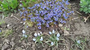 Значительное место в моих цветниках занимают Мускари!