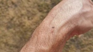 Первый клещ 3 апреля