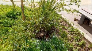 Котов в траве высмотрел.  03.04.2026