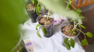 Плохой результат. Хотела выкинуть.