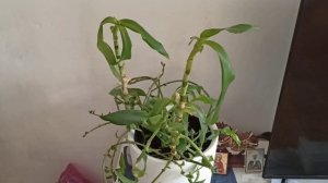 3 марта 2026 Чистяк весенний в парке