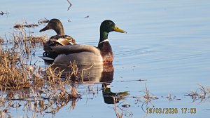 Рыбинск. Прогулка . 19 марта 2026 г .