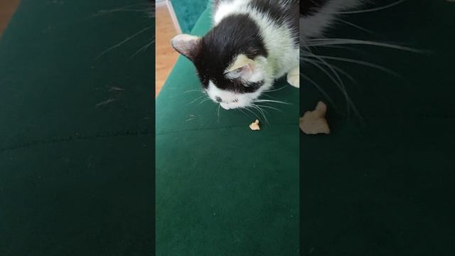 объясните за то что я не записывал видео