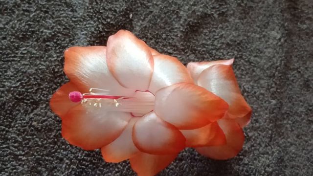 шлюмбергера сеянец №3 (Vlasova' 2026)